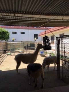 llama at Animal Center