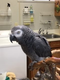 gray bird Animal Center